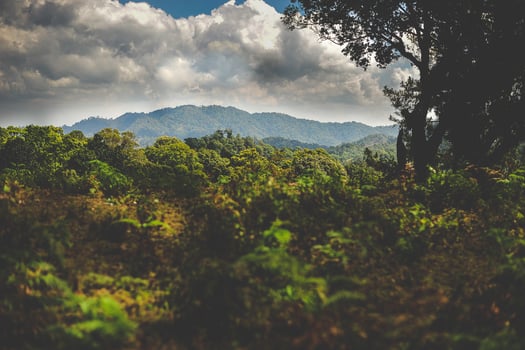 Nature wild mountain green photo