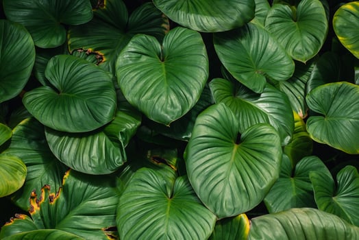 Tropical green leaves background beautiful view of nature photo