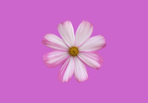 isolated pink cosmos flower and yellow sunflower with clipping paths. photo