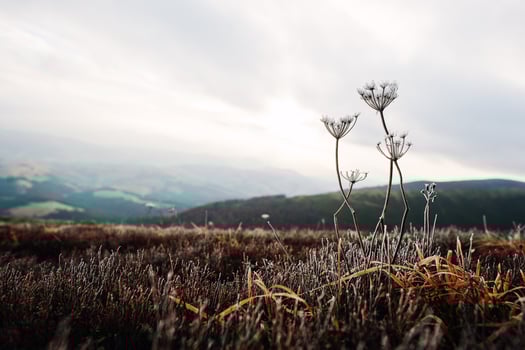 Close up of frozen grass in the winter morning in the mountains. photo