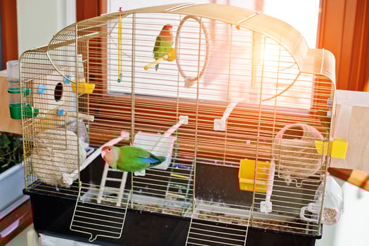 Funny lovebird parrot at large cage on rooom with sunshine. photo