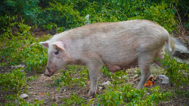 a white pig in forest HD image photo