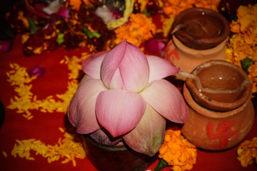 lotus flower for indian pooja image photo