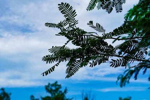 sky and leaf beautiful weather photo