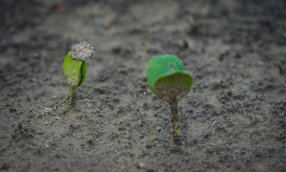 a plant in land while baby plant photo