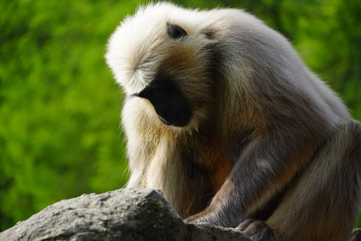 amn ape is eating something photo