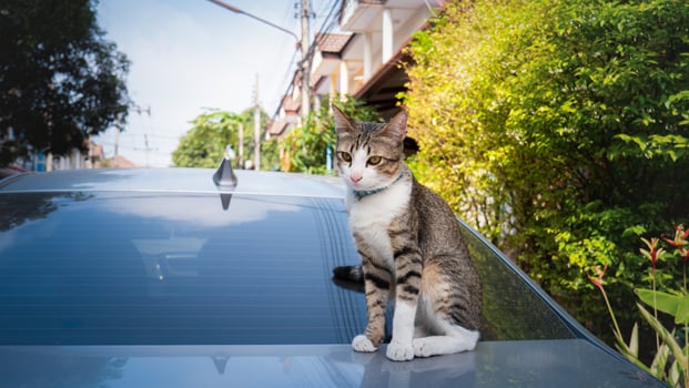 The cat sat on the roof of the car. And staring at the camera The car parked on the roadside and there was a cat sitting on the roof. photo