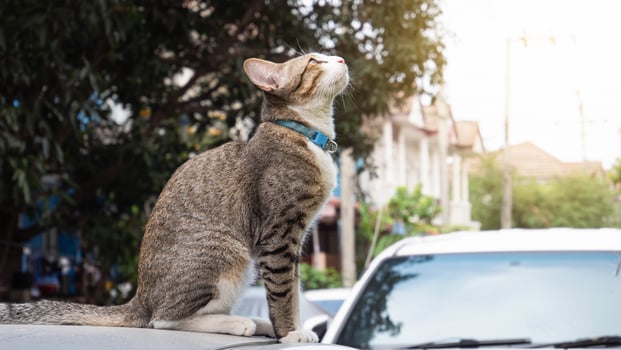 The cat sat up on the roof of the car and looked up at the sky. The car parked on the roadside and there was a cat sitting on the roof. photo