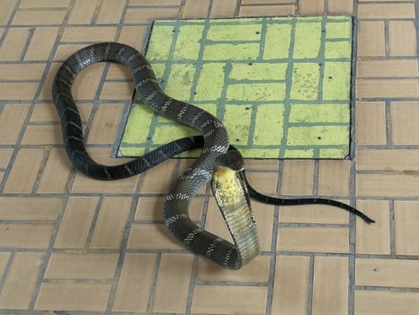 A black-and-white king cobra stretching around the neck of the hood to prepare for attack. photo