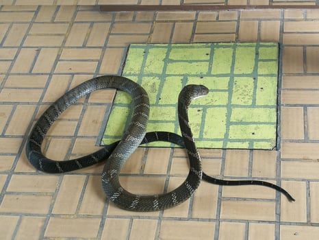 A black-and-white king cobra stretching around the neck of the hood to prepare for attack. photo