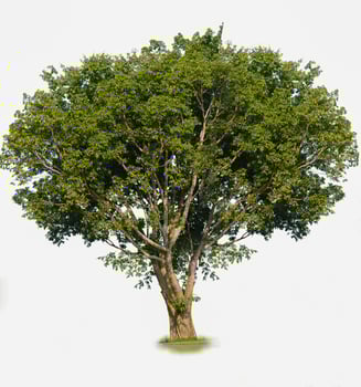 Large tree Complete bright green leaves on a white background. photo