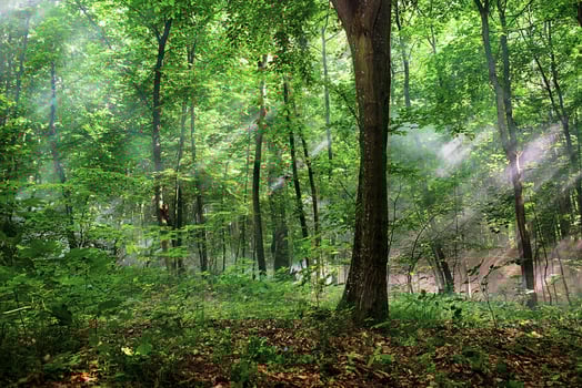 sun rays through the trees in the forest photo