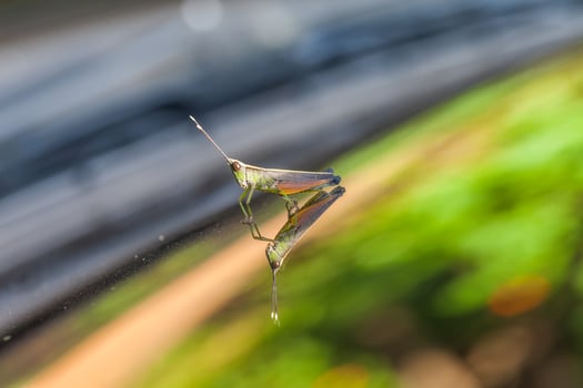 Grasshopper perching on a mirror photo
