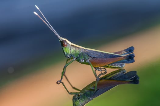 Grasshopper perching on a mirror photo