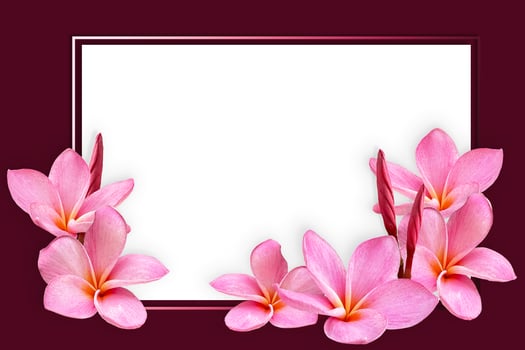 Empty white paper blank on Pink Plumeria flower frame. photo