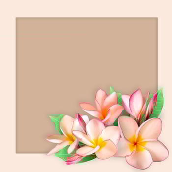 Empty white paper blank on Pink Plumeria flower frame. photo