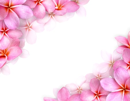 Frame of flowers, pink frangipani flower and Copy space. photo