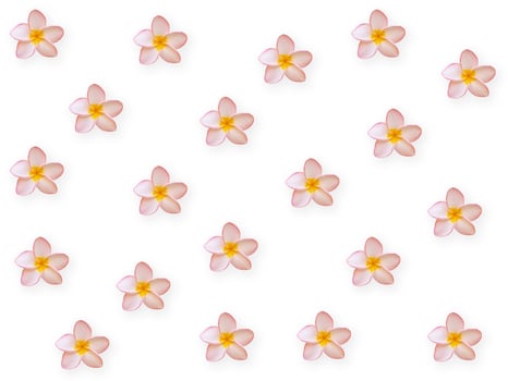 Flowers composition. Frame made of Pink Plumeria flower  and leaves on white background. photo