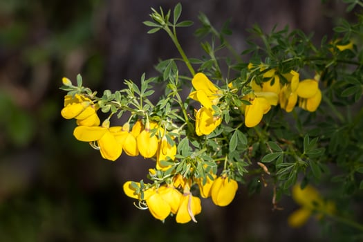 Common Gorse bursting into flower in springtime photo