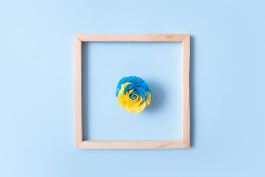 rose of the Ukrainian flag yellow-blue colors in a square wooden frame. Minimalistic concept photo