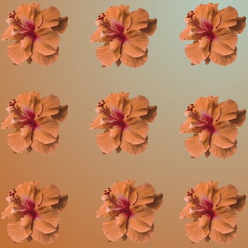 Set of Hibiscus rosa-sinensis blooming flower photo