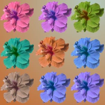 Spring blooming flower photo