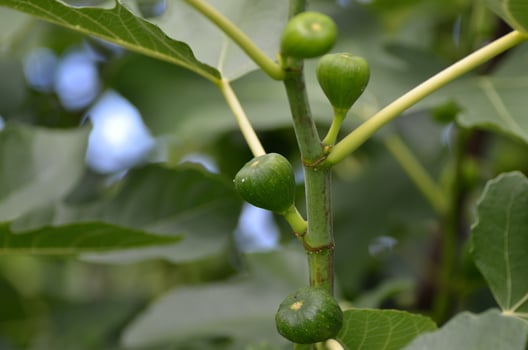 fresh unripe figs photo