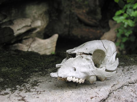 a sheep skull photo
