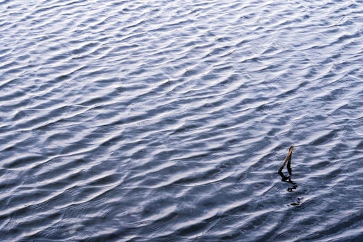 The ripple on surface of water and grass stubble photo