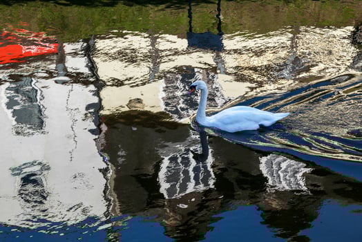 Mute Swan swimming along the Old River Nene photo
