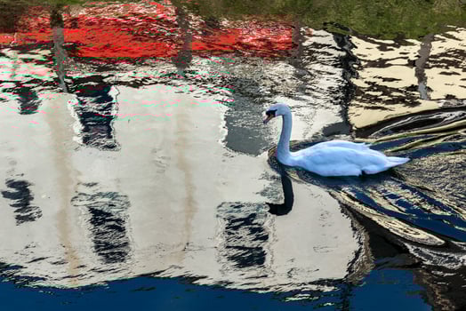 Mute Swan swimming along the Old River Nene photo