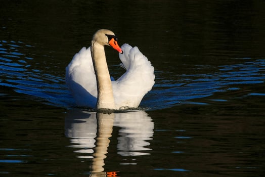 Mute Swan at Warnham Nature Reserve photo