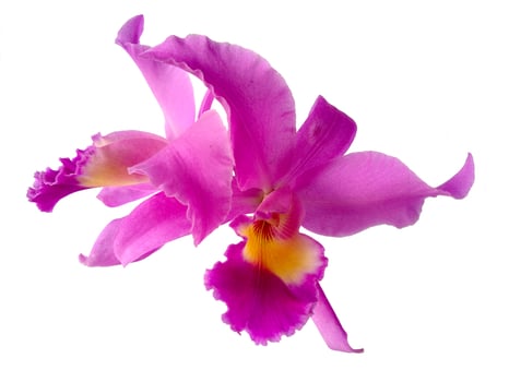 Beautiful purple Cattleya Orchid flowers isolated on white background photo