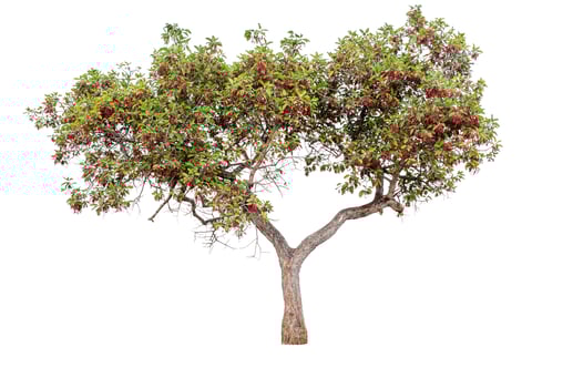 Beautiful tree on a white background Natural concept photo