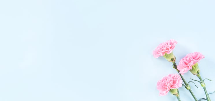 Beautiful blooming pink carnations isolated on bright light blue background, copy space, flat lay, top view, mock up, may mothers day idea concept photography photo