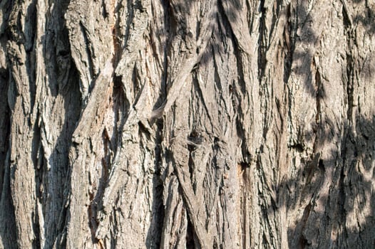 deciduous tree bark background photo