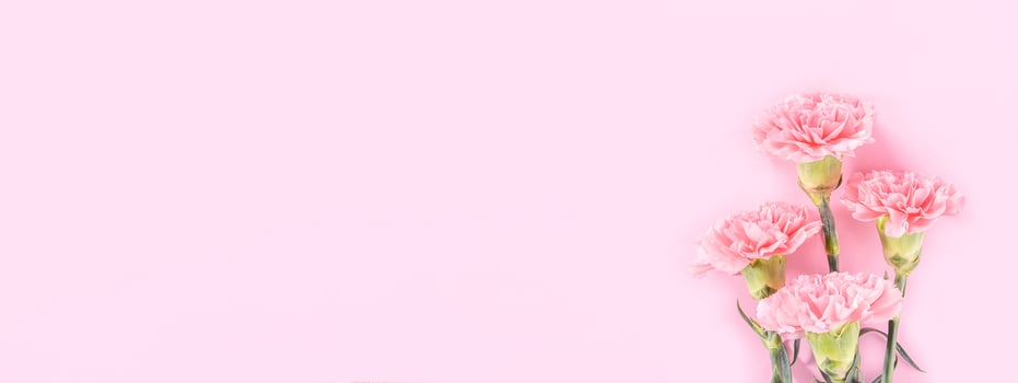 Beautiful elegance blooming baby pink color tender carnations in row isolated on bright pink background, mothers day greeting design concept,top view,flat lay,close up,copy space photo