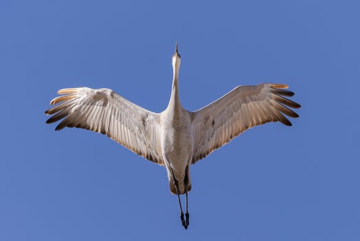 Migrating Greater Sandhill Cranes in Monte Vista, Colorado photo
