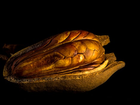 Pods and seeds of  Mahogany on black background photo