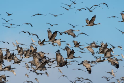 Migrating Greater Sandhill Cranes in Monte Vista, Colorado photo