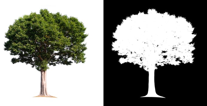 isolated tree on white background photo