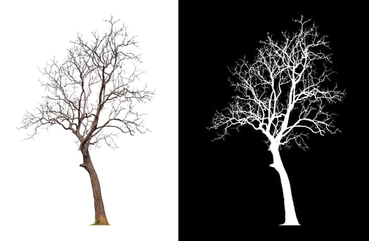 Tree without leaf on transparent background picture with clippings, leafless tree or death tree cut out from original background and selected for easy and fast use photo