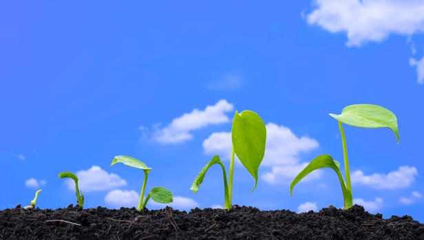Row of agriculture plant seedlings growing in germination sequence on fertile soil with blurred white clouds in blue sky background photo