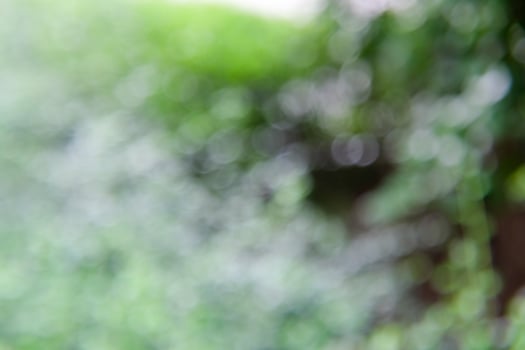 Abstract nature blurred  bokeh green leaves background, Abstract bokeh light photo