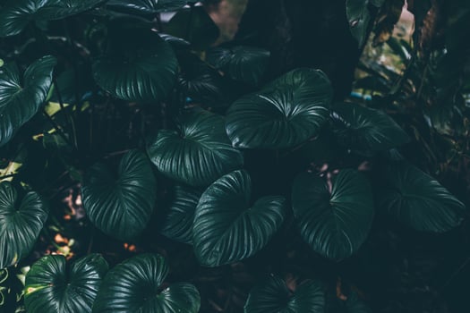 Green leaves from nature Green area and leaves Natural concept photo