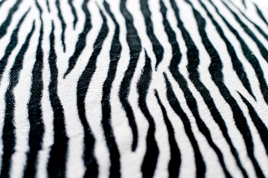 Zebra black and white background image Beautiful visual concept photo