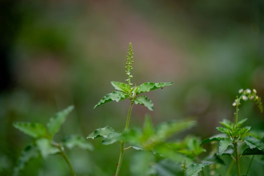 Green leaves, green leaf photos that are rich in natural areas Concept of nature love