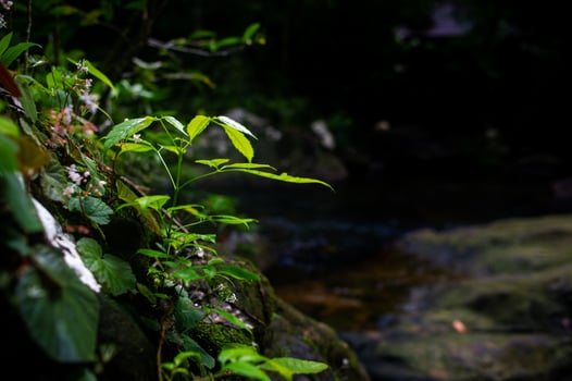 Moss and small plant species occur along the rocks. photo
