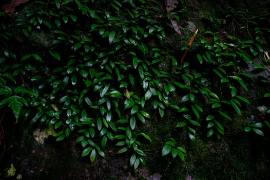 Forest green fertile areas in the forest area photo