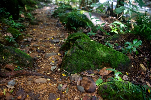 Forest green fertile areas in the forest area photo